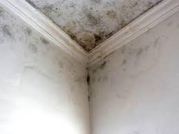 Why You Should Choose Our Mold Remediation Services in Monticello, UT