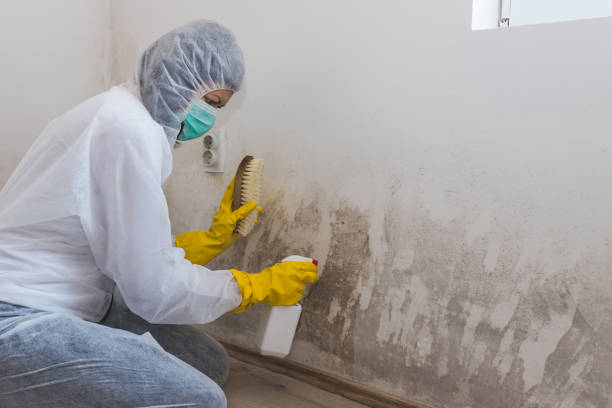 Trusted Monticello, UT Mold Inspection Experts