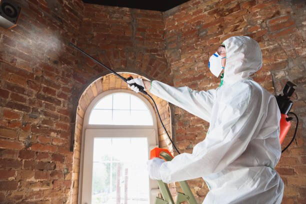 Best Mold Damage Restoration  in Monticello, UT