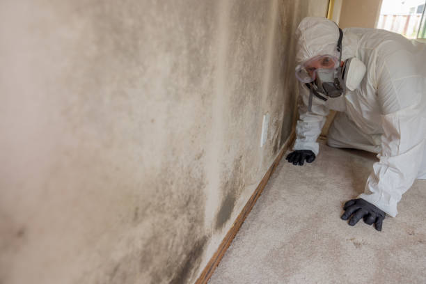 Best Environmental Consulting for Mold Prevention  in Monticello, UT